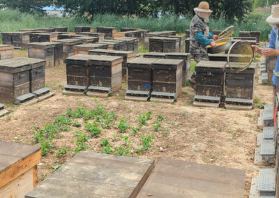 Beekeepers gathering pollen amidst multiple hive boxes