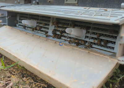 Close up view of The Bees' Feet Pollen Trap