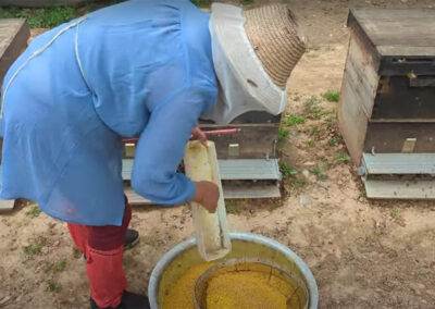 Beekeeper emptying pollen from The Bees' Feet pollen trap into a container