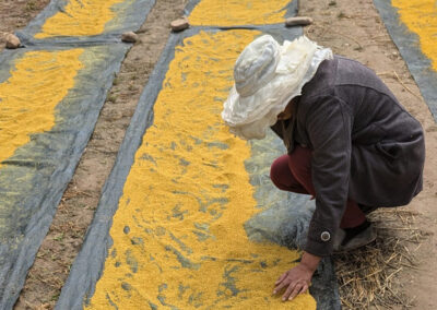 Beekeeper inspecting bee pollen collected by our pollen traps, spread out on vinyl runners