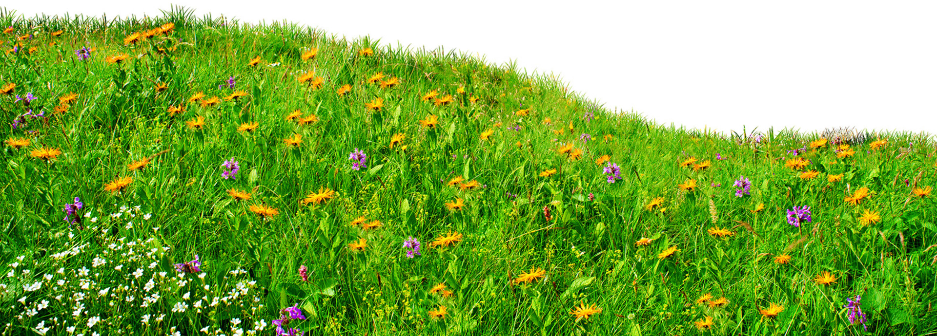 Wild flowers in the meadow on a hillside